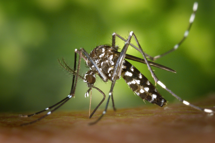 ÃpidÃ©mie de dengue en Guadeloupe